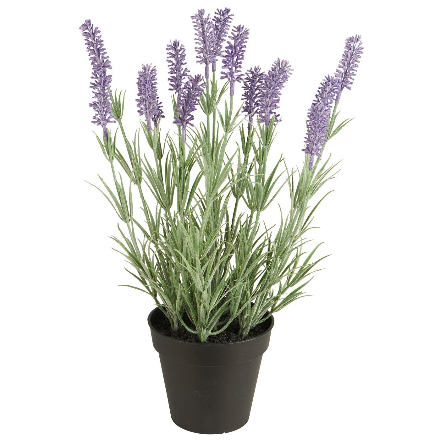 Lavendel in Topf