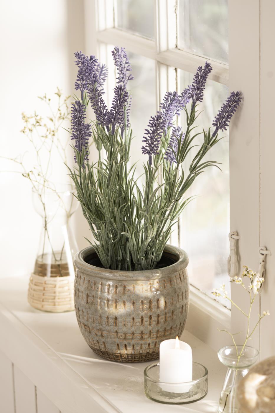 Lavendel in Topf