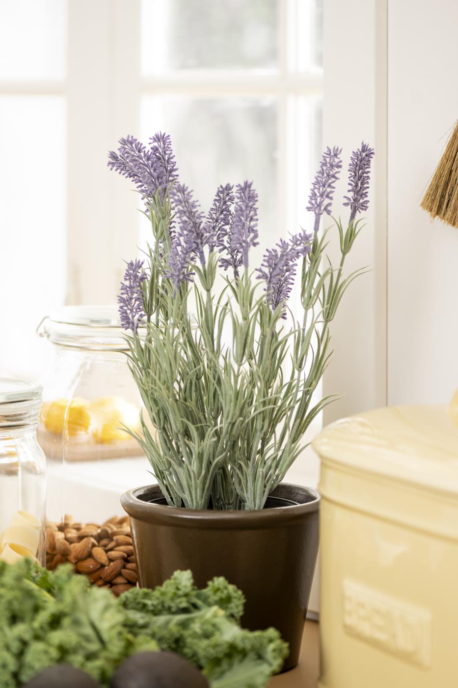 Lavendel in Topf