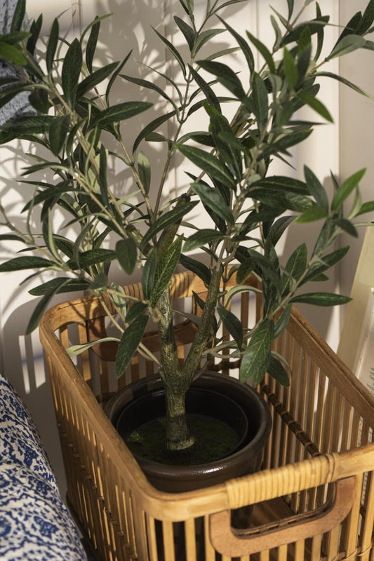 Olivenstrauch in Topf