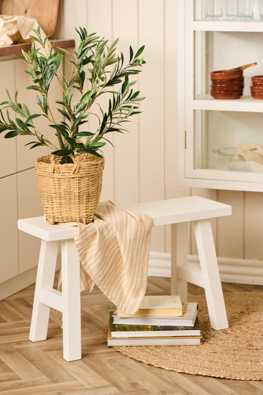 Olivenstrauch in Topf